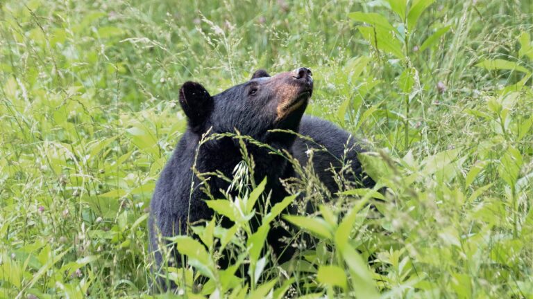 10 Things Bears Can Smell From Farther Away Than You Think