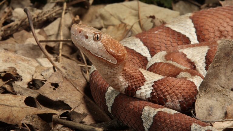 15 States Where Venomous Snakes Show Up in Yards Most