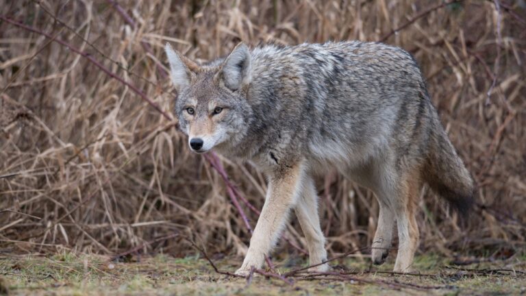 10 Signs a Coyote Has Been Scouting Your Property