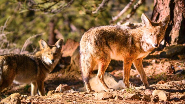 What to Do When a Coyote Pack Is Working the Edge of Your Property at Night