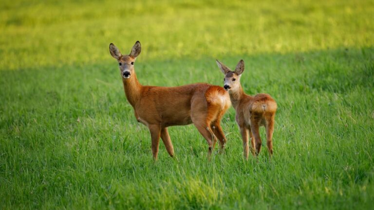What Actually Keeps Deer Out of a Yard