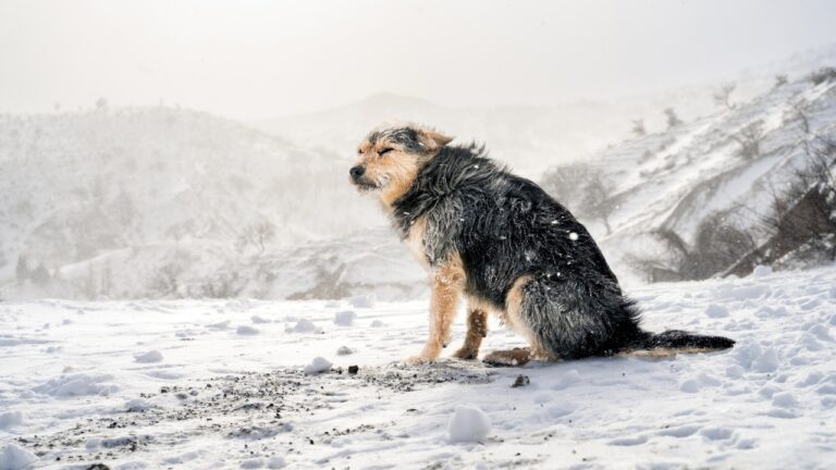 10 Signs a Dog Is Too Cold to Be Outside