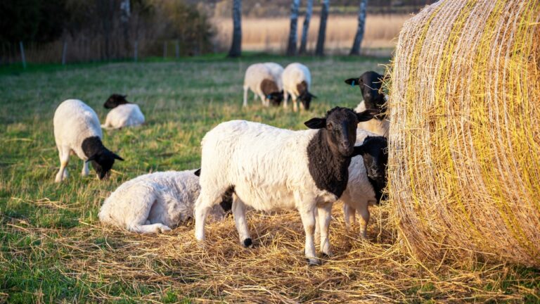 12 Farm Animals That Are Easier to Keep Than People Think