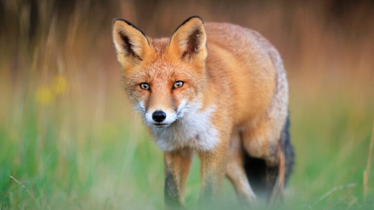 10 Wild Animals That Get Bolder This Time of Year