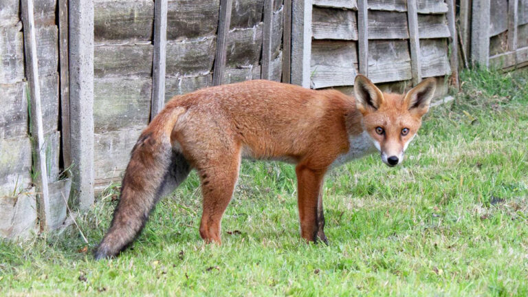 10 Things That Bring Foxes Into a Suburban Yard