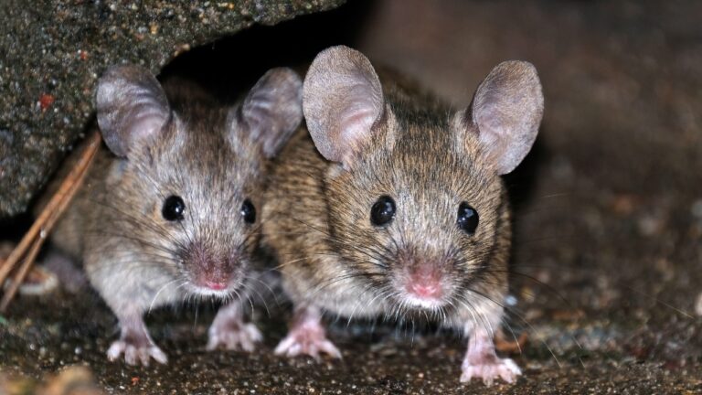 What Actually Keeps Mice Out of a House