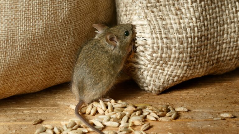 11 Things in the Garage That Mice Treat as an Invitation