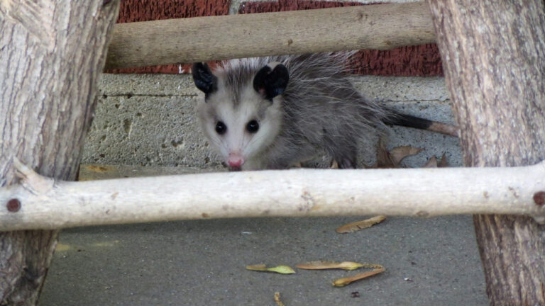 10 Signs an Opossum Has Moved In Under the Deck