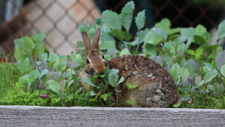 The Animals That Destroy More Rural Gardens and Livestock Than Wolves Ever Do