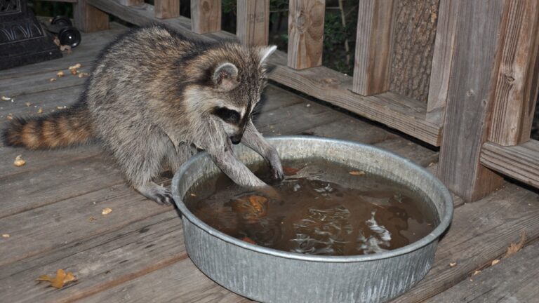 10 Things That Bring Raccoons Onto the Porch After Dark