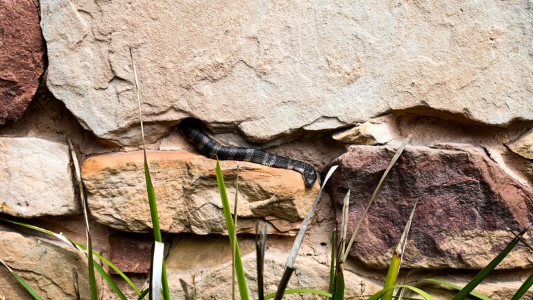 10 Places Snakes Go When the Nights Get Cold