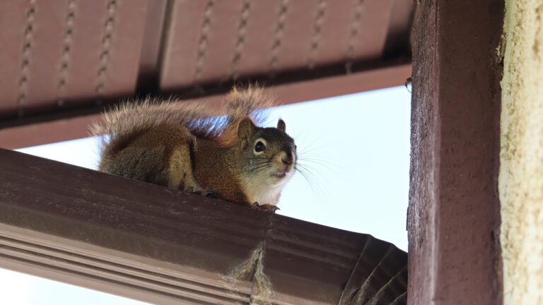 12 Things Squirrels Get Into That Homeowners Never Check