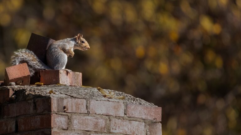 12 Animals That Can Get Into a House Through the Chimney