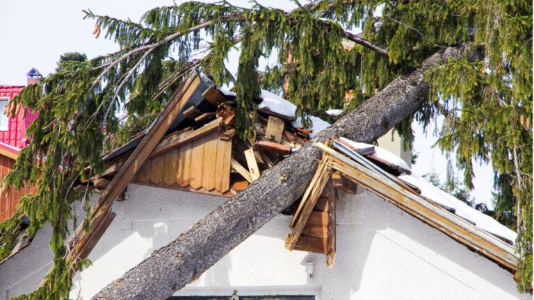 10 Trees That Fall on Houses Most Often in Storms