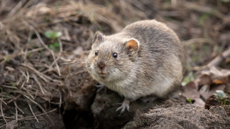 10 Signs Voles Are Ruining a Lawn, Not Grubs