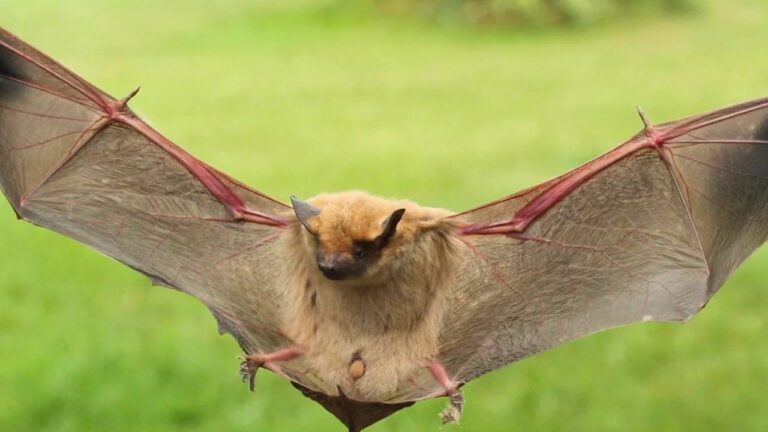 10 Signs Bats Are Roosting in Your Attic