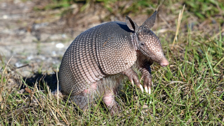 12 Animals That Do the Most Damage to a Yard