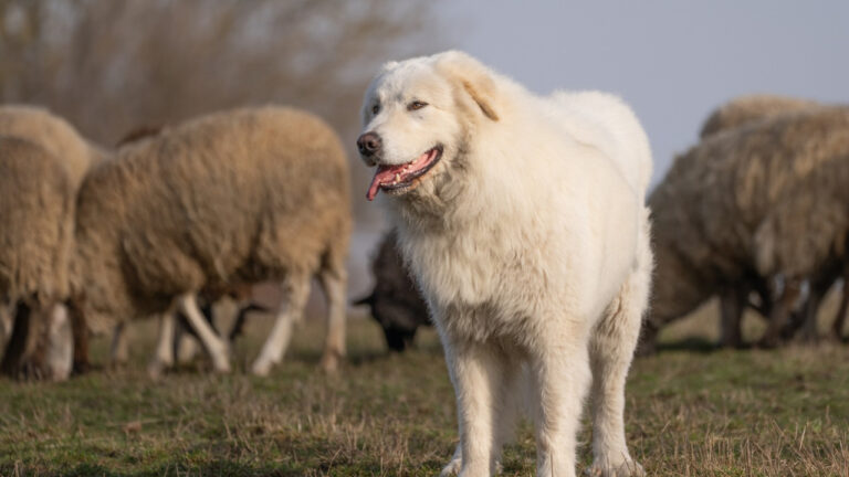 10 Dog Breeds That Were Bred to Guard Livestock