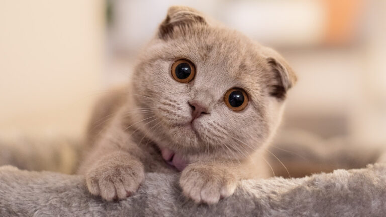10 Cat Breeds That Stay Close to Home