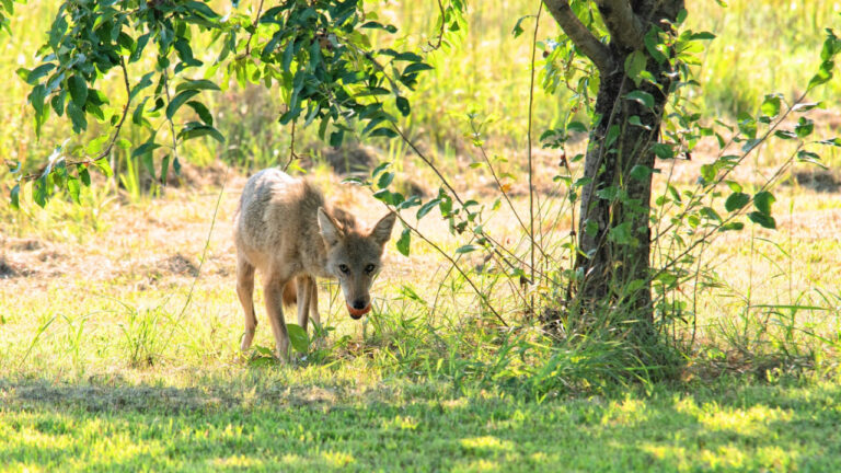 10 Things in a Yard That Keep Coyotes Coming Back