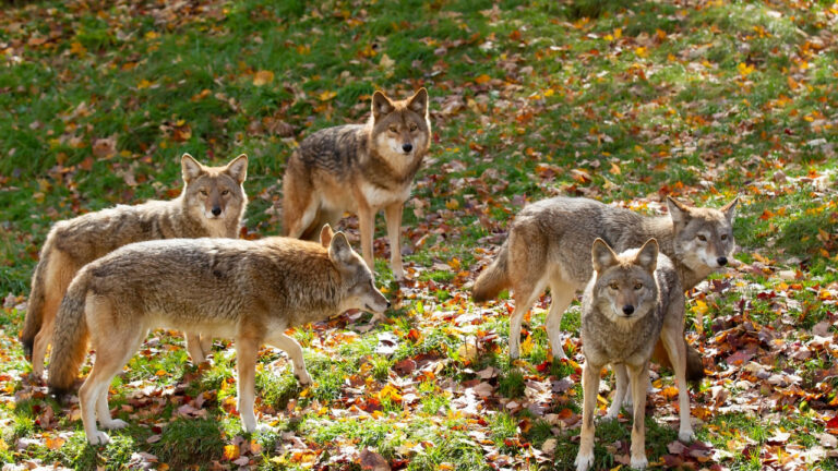 12 States With the Biggest Coyote Populations