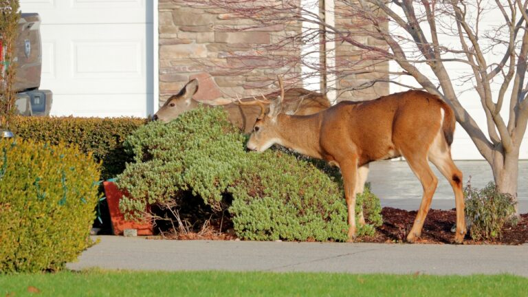 What Actually Keeps Deer From Eating Your Shrubs