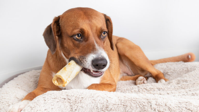 10 Things People Give Dogs in Winter That Cause Problems