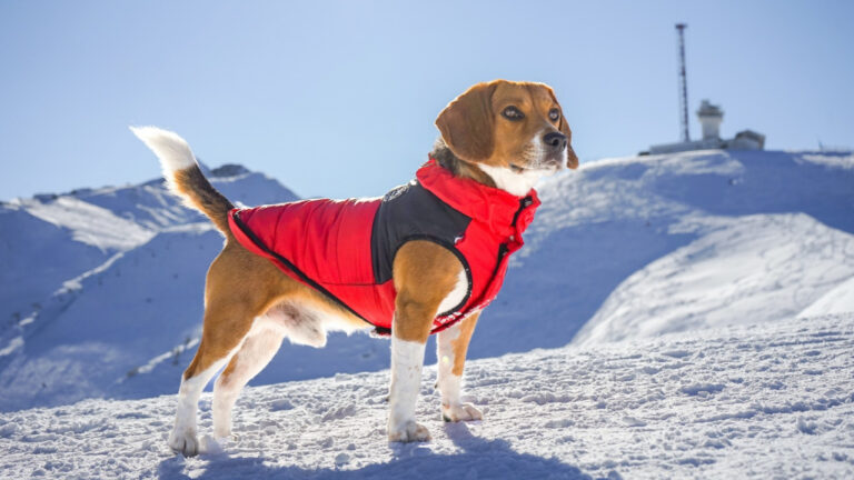 10 Winter Dangers in a Yard That Dog Owners Miss