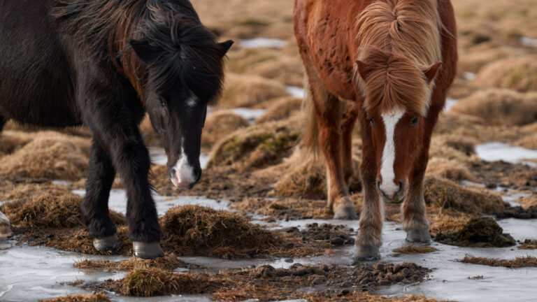 10 Livestock Mistakes That Show Up in the First Freeze