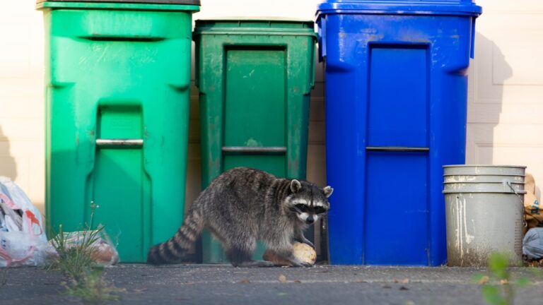 10 Things That Keep Raccoons Out of the Trash for Good