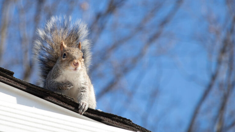 10 Animals That Move Closer to Houses Once It Gets Cold